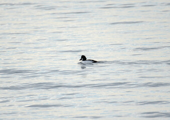 Common Goldeneye