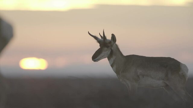 herd of pronghorn running at sunset s-log2