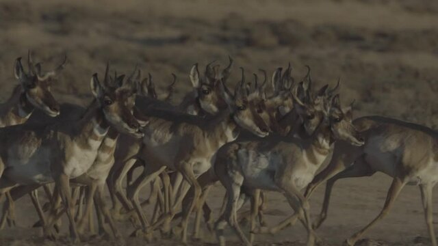 herd of pronghorn running at sunset s-log2