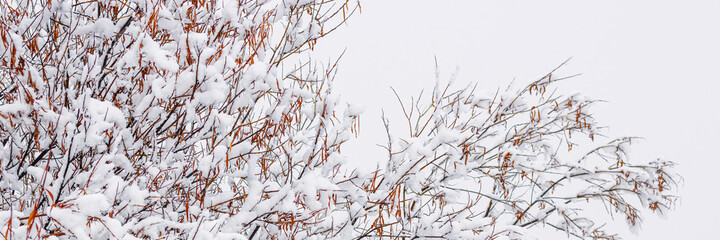 Snow on the branches of trees and bushes after a snowfall. Beautiful winter background with snow-covered trees. Autumn leaves on plants in a forest park. Cold snowy weather. Cool texture of fresh snow