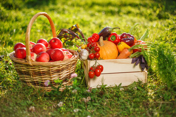 Harvest is in hands of farmer. Tomatoes, cucumbers, eggplants, carrots, beets, beans, pumpkin, eggplants, peppers, apples in a wooden box