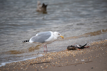 Herring Gull