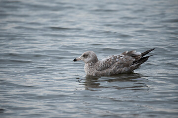 Herring Gull
