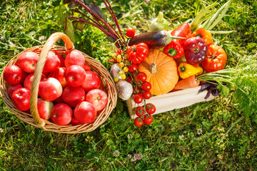 Harvest is in hands of farmer. Tomatoes, cucumbers, eggplants, carrots, beets, beans, pumpkin, eggplants, peppers, apples in a wooden box
