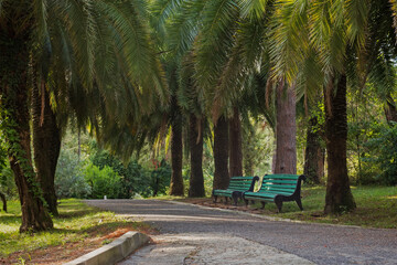 Beautiful palm trees in the garden. The tropical garden has an alley with palm trees and benches for relaxing.