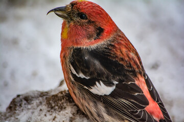 crossbill profile