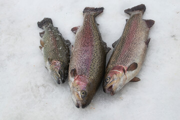 The  rainbow trout or the steelhead  is a  fish in the family salmonid, type species: Oncorhynchus mykiss.