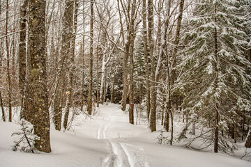 winter forest in the snow
