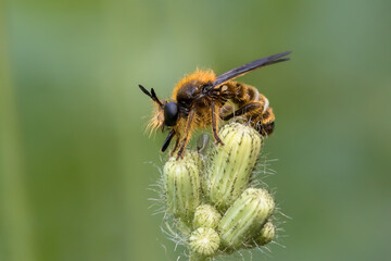 bee on flower