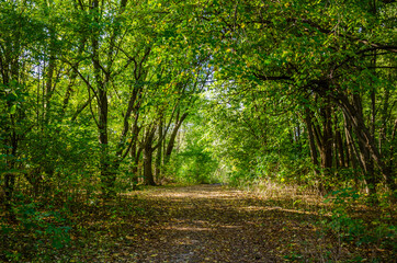 Landscape with autumn forest in the sunny day. Yellow and green forest in the fall season.