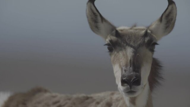 herd of pronghorn running at sunset s-log2