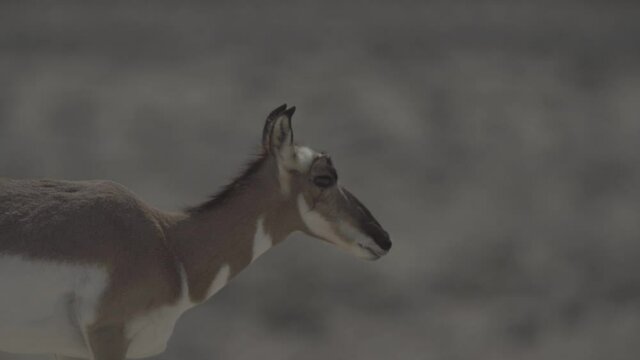 herd of pronghorn running at sunset s-log2