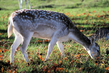 A close up of a Fallow Deer