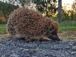 Closeup shot of a cute hedgehog sniffing a stone surface searching for a food