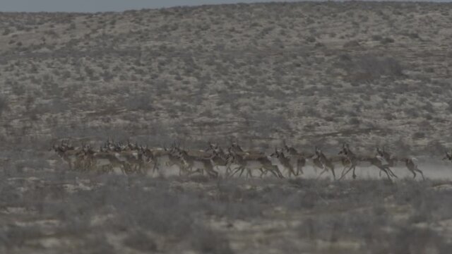 Herd Of Pronghorn Running At Sunset S-log2