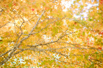 北海道の紅葉