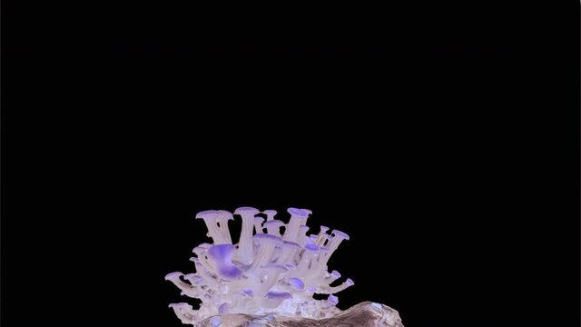 lemon oyster mushroom time lapse mushroom growth for seven days