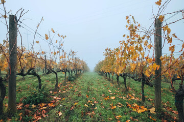 Wide shot between the Vineyard rows at the cold autumn misty morning after the harvesting completed. Italian Chianti region location. Viticulture, winegrowing or wine-growing agriculture image.