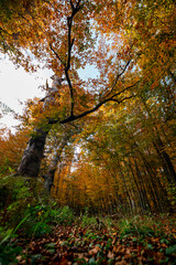 autumn in the forest