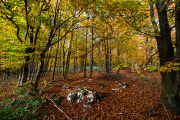 autumn in the forest