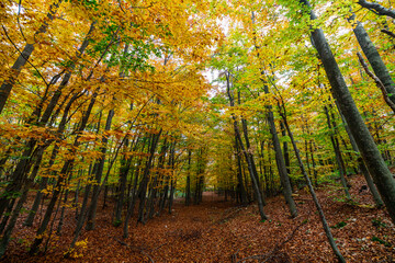 autumn forest in the morning