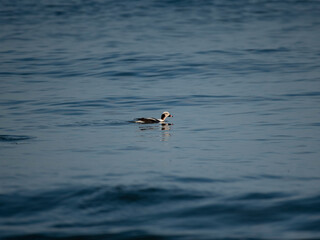 Long Tailed Duck