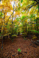 path in autumn forest