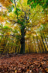 autumn in the forest