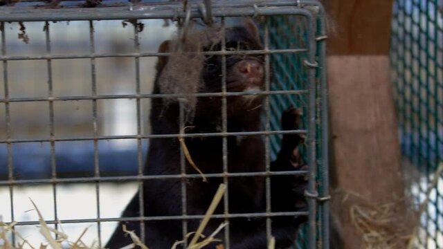 The mink in the cage. Mink farm