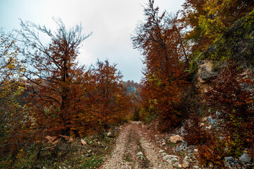 autumn in the forest