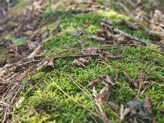 ants on the grass, forest, autumn