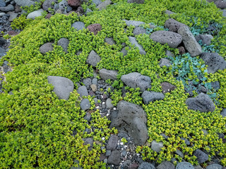 Beach stones and rocks with grass growing between. Nature background photo from sea coast in Iceland with pebbles and herbs close up