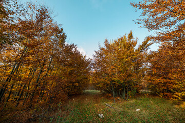 autumn in the forest