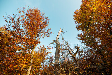 autumn trees in the park