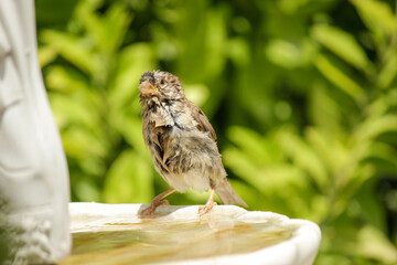 SPARROW DRINKING WATER AND REFRESHING IN GARDEN FOUNTAIN DURING THE HOT SUMMER