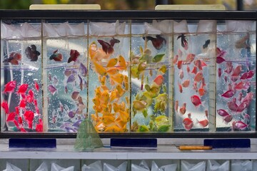 commercial aquarium with juvenile Glofish petticoat tetra and Siamese fighting fish, popular artificial aqua trade breeds of widespread ornamental fish on sale, aqua pet market