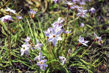 Full blooming of Ipheion uniflorum