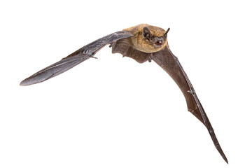Flying Pipistrelle bat isolated on white background