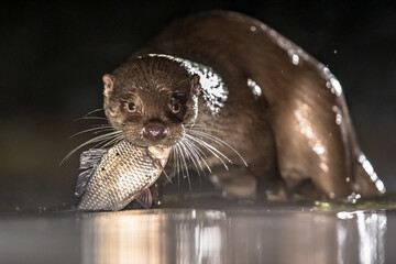 European Otter eating fish at night