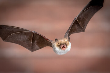 Flying Natterers bat isolated on brick background crop