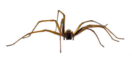 Giant house spider frontal isolated on white background