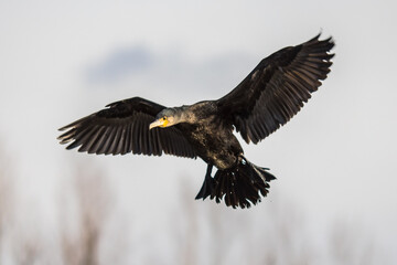 Great cormorant flying