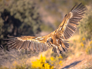 Griffon vulture flying and landing
