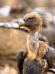 Griffon vulture portrait