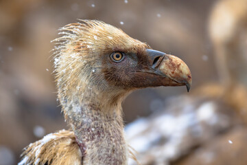 Griffon vulture portrait