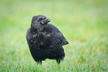 Rabe auf der Wiese