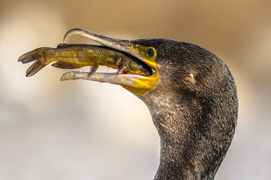 Great Cormorant Eating Bullhead Fish