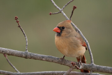 Female Cardinal