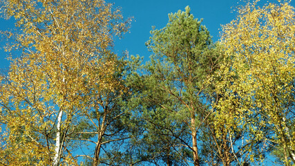 large tall trees in the forest against the blue sky and sunset autumn colors