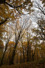 changing the color of maple in the autumn season